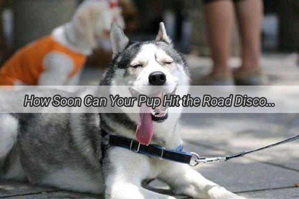 How Soon Can Your Pup Hit the Road Discover the Perfect Timeline for Safe Dog Travel